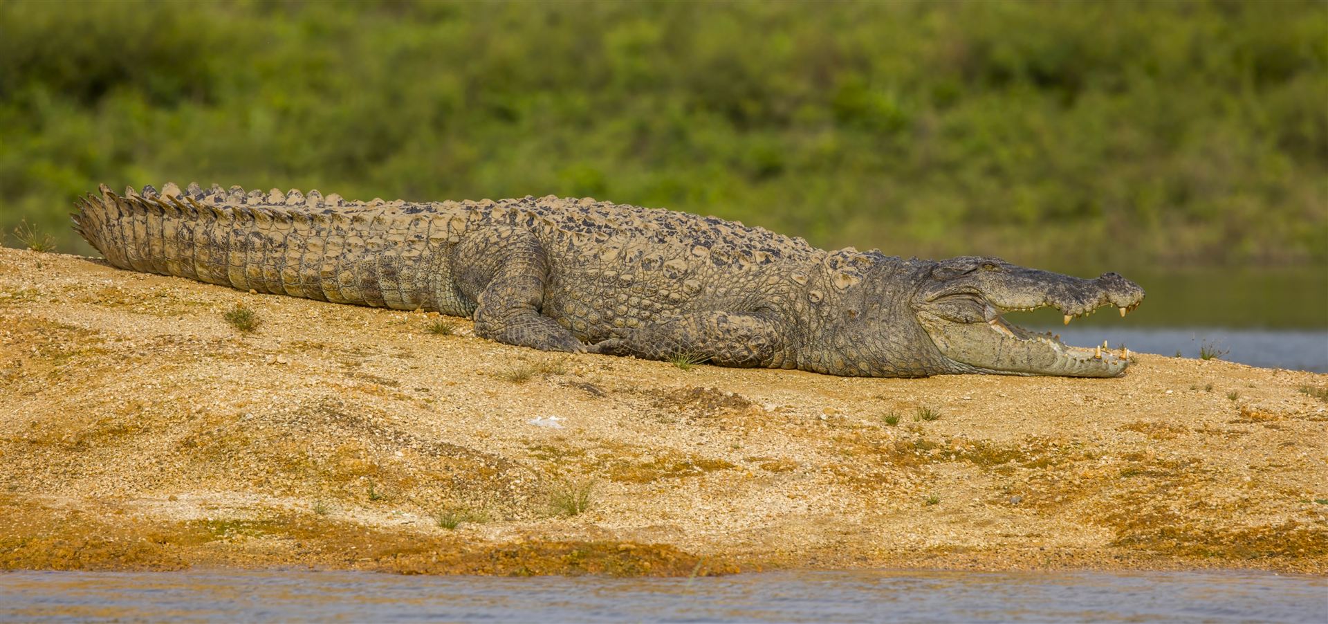 Mugger Crocodile in Gal Oya